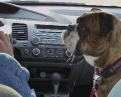 Man Gets a Cheeseburger. Watch His Bulldog’s Mouth… OMG