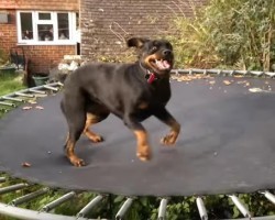 World’s Happiest Dog REALLY Loves Her Trampoline and Can’t Stop Bouncing