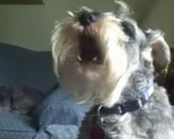 [Video] Schnauzer Singing Happy Birthday Will Put a Gigantic Smile On Your Face