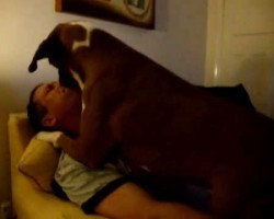 This Boxer LOVES Kisses. This Is The Most Notorious Dog Kissing You’ve Ever Seen! LOL