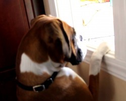 This Boxer Was Completely Heartbroken. Her Reaction Is Priceless.