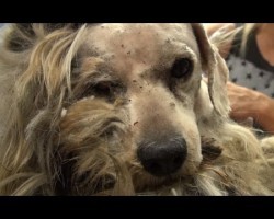 Dog Was Homeless His Whole Life. Watch His AMAZING Transformation!