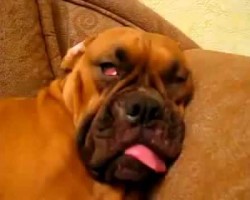 This “Noble” and “Dignified” Boxer in Deep Sleep Will Make Your Day!