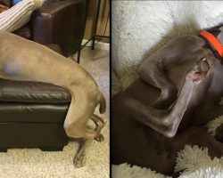 Weimaraner Relaxes In The Goofiest Way You Will Ever See