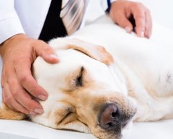 12 Facts Labradors Lovers Must Never Forget! The last one made me cry!