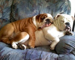 19 Reasons Why Bulldogs Are The Worst Dogs To Live With
