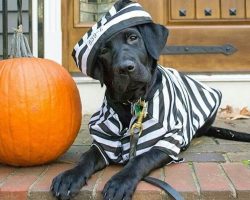 17 Best Labrador Halloween Costume Ideas