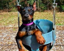 15 Signs You’re A Crazy Doberman Person… and Damn Proud To Be!