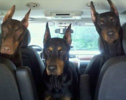 19 Reasons Why Dobermans Are The Worst Dogs To Live With