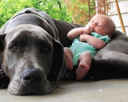 12 Reasons Why You Should Absolutely Never Own Great Danes