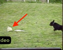 Rottweiler sees a rabbit outside and takes off running, but I’m glad they got this on camera