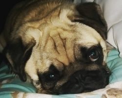 10 Best Pug Dog Names