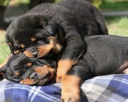19 Reasons Why Rottweilers Are The Worst Dogs To Live With