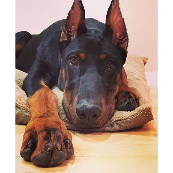 Resultado de imagen para sad doberman