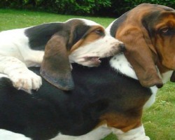 19 Reasons Why Basset Hounds Are The Worst Dogs To Live With