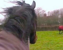 Over 4 years later, this horse is reunited with an old friend