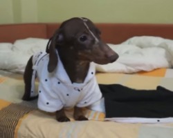 Dachshund Gets Wet After Bath. How He Dries Off Will Make Your Day!