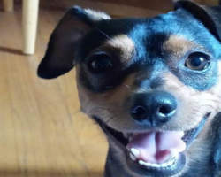 11 Ways Dogs Tell You They Love You