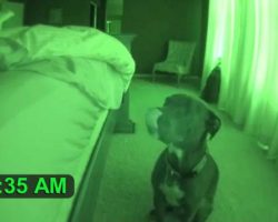 Dad Sets Up Night Vision Camera, Captures Pit Bull Acting Strange At 5 A.M.