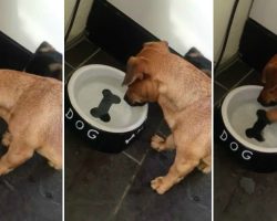 This Dog Trying To Eat The Bone Painted On His Water Bowl Is Devastatingly Adorable