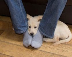 This is why dogs like to sit on your feet – I had no idea!