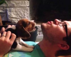 These Adorable Puppies Learning to Howl Will Make You Want To Hug Your Pup