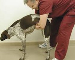 Heimlich Maneuver For Dogs Every Dog Owner Needs To Know How To Perform