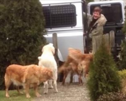 Golden Retrievers Are The Most Amazing Helpers When Mom Comes Home With Groceries