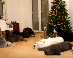 He tells his dogs to be good while he’s gone, but they have a Christmas surprise for his return