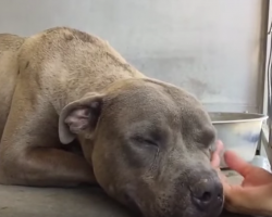 Pit Bull Who Had Been Used For Dog Fighting Receives Love For The First Time
