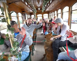 Overlooked Shelter Dogs Selected For Best Holiday Ever