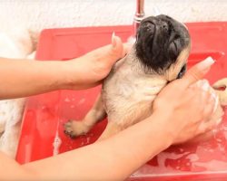 Adorable Puppy Gets His First Bath