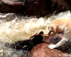[Video] Dog saves friend from drowning in raging river rapids