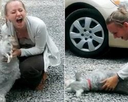 [Video] Dog Passes Out from Overwhelming Joy as She Reunites with Owner After 2 Years