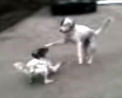 Puppy Deserves An Oscar For Hilariously Faking Her Own Death While Playing