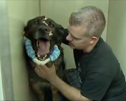 Police Dog Shot in Line of Duty Reunited with Cop