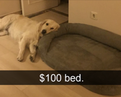 15 Dog Snapchats That Are Simply “Impawsible” Not To Laugh At