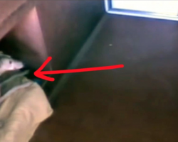 A Hidden Camera Was Set Up In This Animal Shelter. What It Captured Is Absolutely Hilarious.