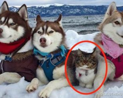 A Cat that was Saved and Raised by a Husky Now Thinks She’s a Big Brave Dog