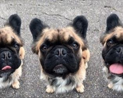 These Super-Rare Long-Haired French Bulldogs Are Taking The Internet By Storm