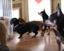 Woman opens up a retirement home for senior dogs