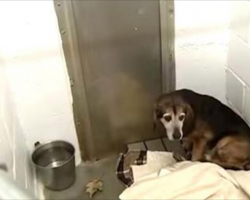 Dog’s been missing for 2 years, but watch when he finally hears his owner’s voice again