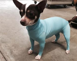 Owner Frustrated By Dog Shedding In Car, Invents Hilarious Doggy Leotards & People Can’t Stop Laughing