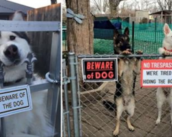 10+ “Dangerous Dogs” Behind “Beware Of Dog” Signs