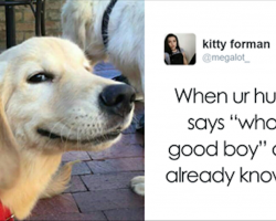 10+ Hilarious Tweets About Dogs That Will Make Your Day