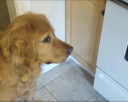 [Video] This picky dog won’t eat her dry food, so dad came up with a solution…