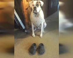 Hilarious Boxer Sees Human’s New Shoes And Does The Funniest Thing!