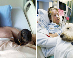 Hospital Lets Pets Visit Their Sick Humans To Make Them Feel Better