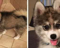This Puppy Is A Husky-Pomerainian Mix – And People Are Losing Their Minds Over How Cute He Is