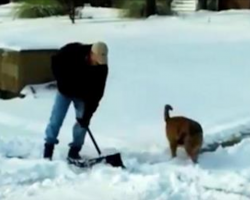 Man’s trying to shovel snow. Now watch his dog hilariously try to help him